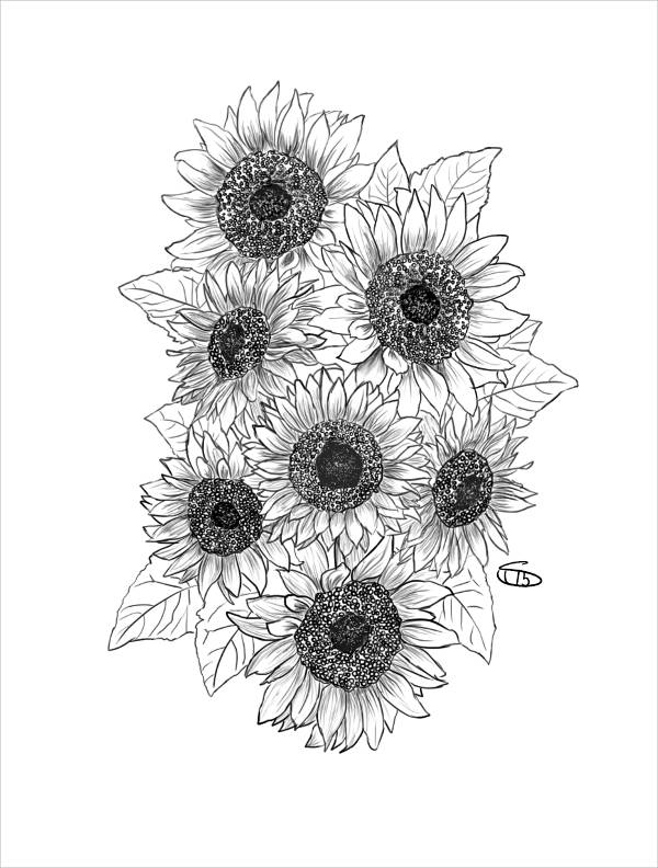 600x792 Sunflowers And Roses Drawing - Sunflower Sketch Images