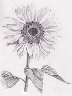 236x315 How To Draw Sunflowers - Sunflower Sketch Images