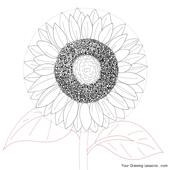 600x591 How To Draw A Sunflower Your Drawing Lessons - Sunflower Sketch Simple
