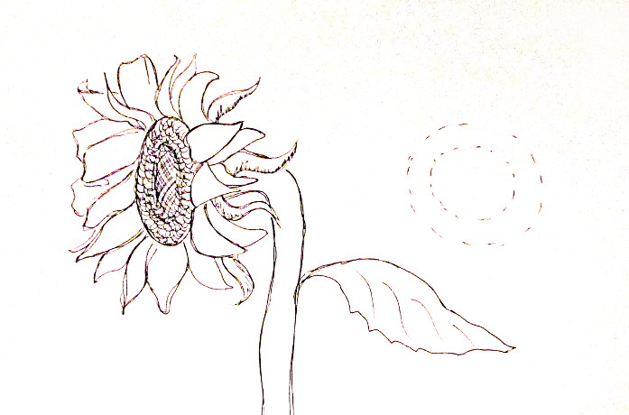 697x460 How To Draw Sunflowers - Sunflower Sketch Simple