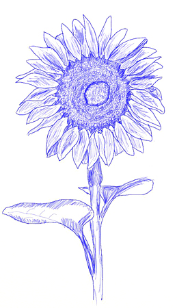 259x450 How To Draw A Sunflower - Sunflower Sketch Simple