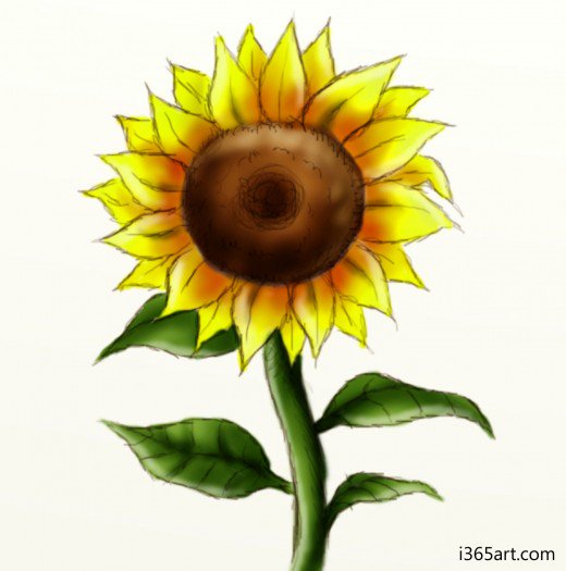 520x525 How To Draw A Sunflower Feltmagnet - Sunflower Sketch Simple