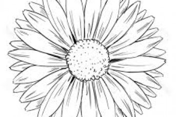 343x228 Sunflower Drawing Easy Step By Step - Sunflower Sketch Simple