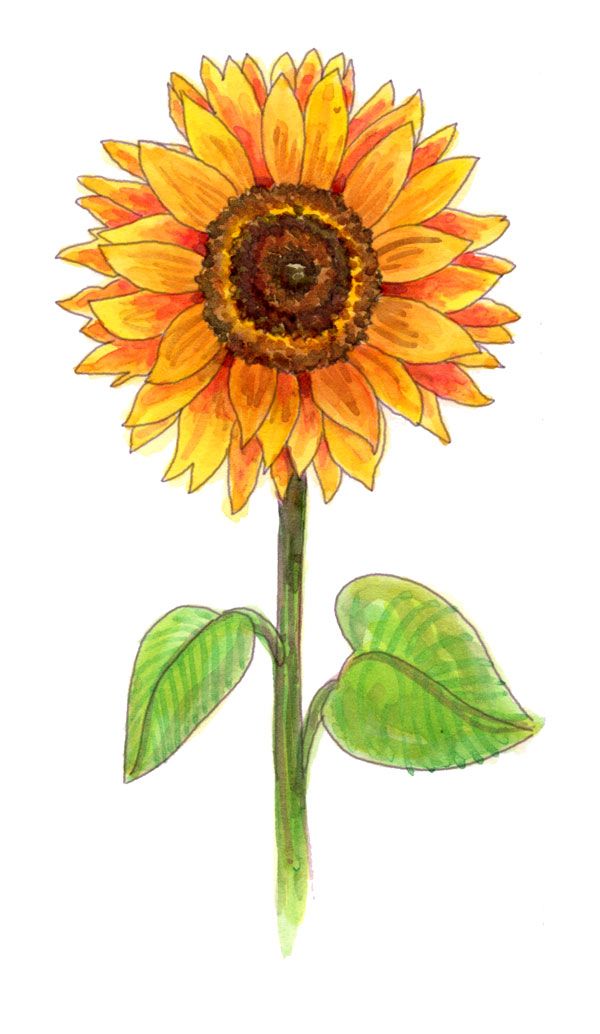 600x1034 Drawing A Sunflower Drawing Inspiration Drawings - Sunflower Sketch Simple