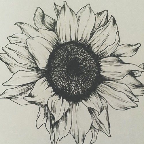 500x500 Pin By Ashlee Plourde On Tattoo Me Tattoos, Drawings - Sunflower Tattoo Sketch