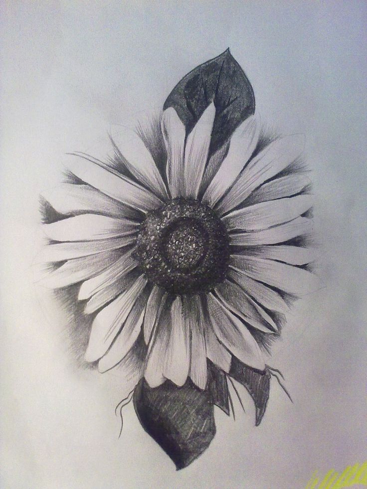 736x981 Sunflower Tattoo Design Idea - Sunflower Tattoo Sketch