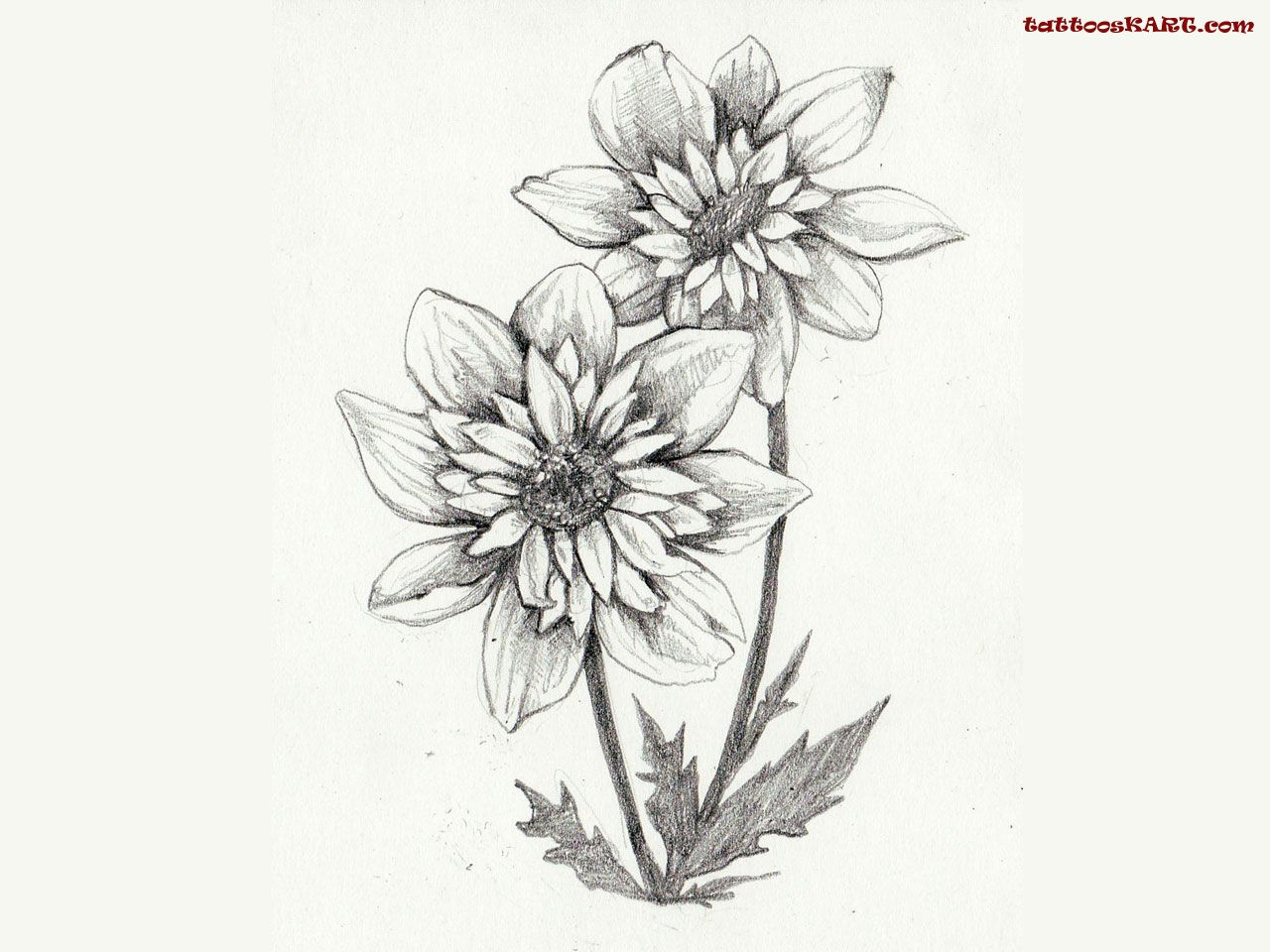 1280x960 Sunflower Tattoo Drawing Collection Of Sunflower Tattoos Sketch - Sunflower Tattoo Sketch