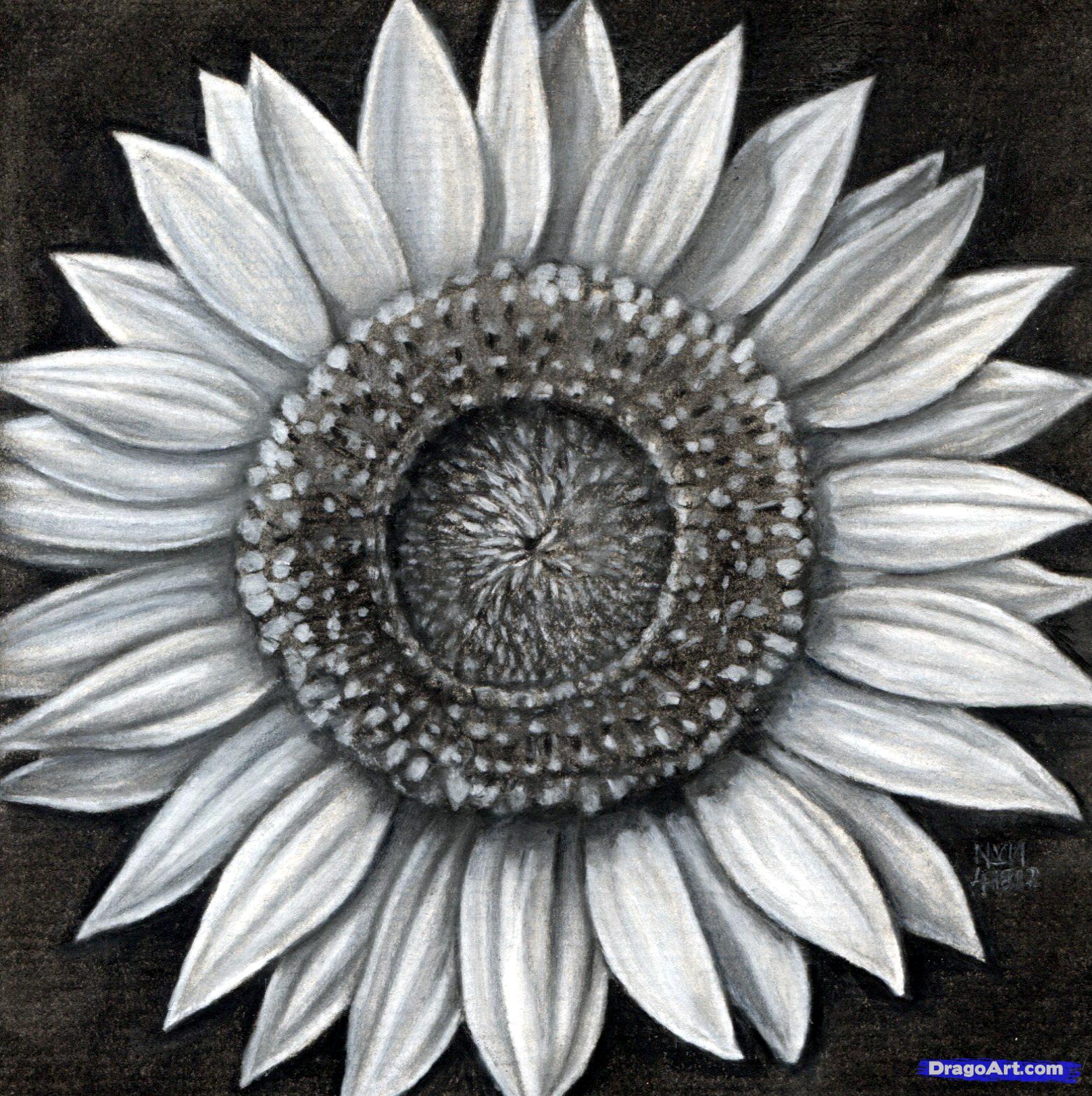 1560x1566 Sunflower Tattoos Sketch Tattoo Ideas - Sunflower Tattoo Sketch
