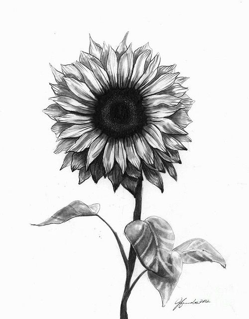 500x641 52 Small Sunflower Tattoo Ideas And Images Want - Sunflower Tattoo Sketch