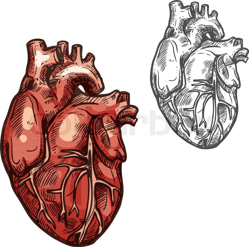 800x794 Heart Sketch Icons Of Human Organ. Vector Isolated Heart Ventricle - Surgery Sketch