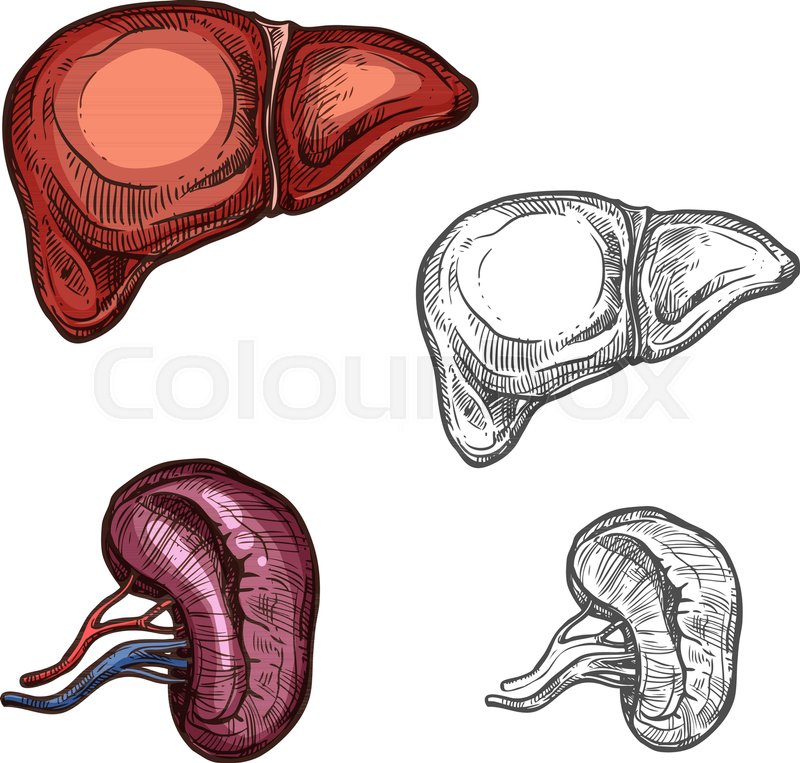 800x763 Liver And Kidney Sketch Icons Of Human Organs. Vector Isolated Set - Surgery Sketch