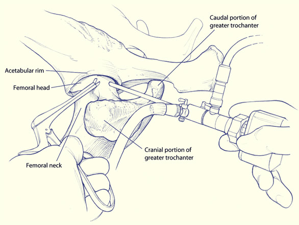 586x440 Dog Canine Hip Surgery Drawing Sketch Image Illustration - Surgery Sketch