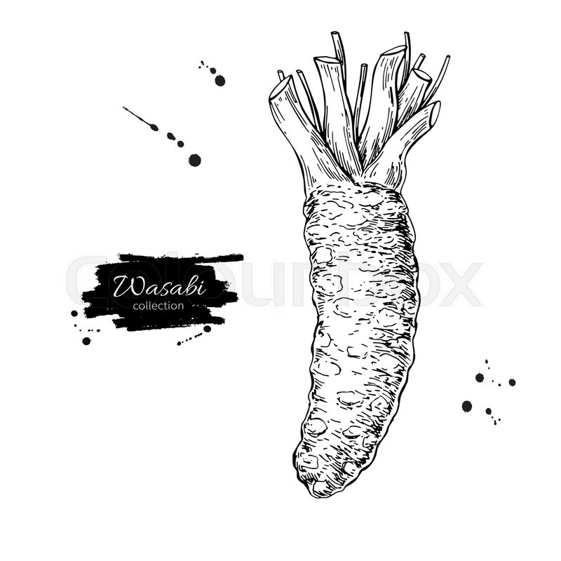 800x800 Wasabi Root Vector Drawing. Hand Drawn Plant Botanical Sketch - Sushi Sketch