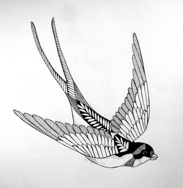 736x758 Drawn Swallow Bird Base - Swallow Bird Sketch