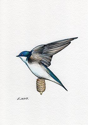280x400 Quick Sketch 2 Collection On Ebay! - Swallow Bird Sketch