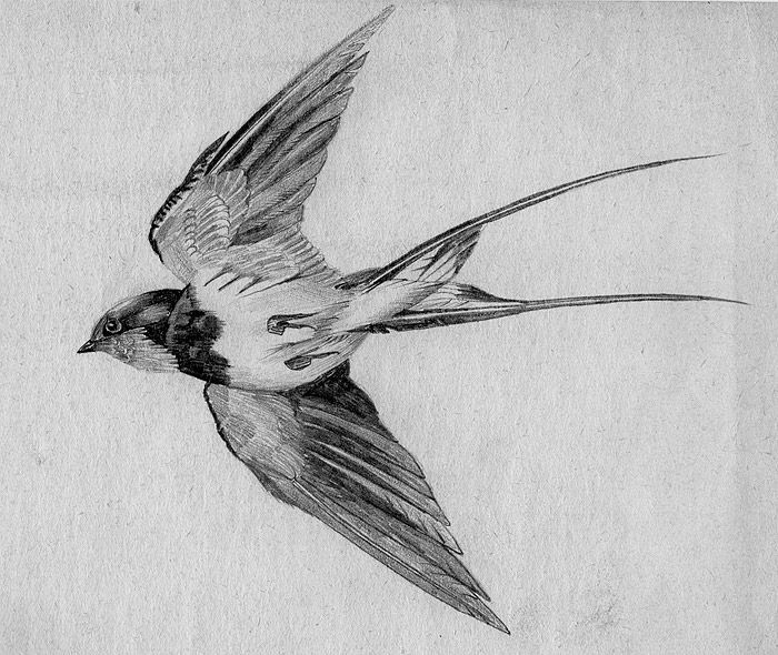 Swallow Bird Sketch at Explore collection of