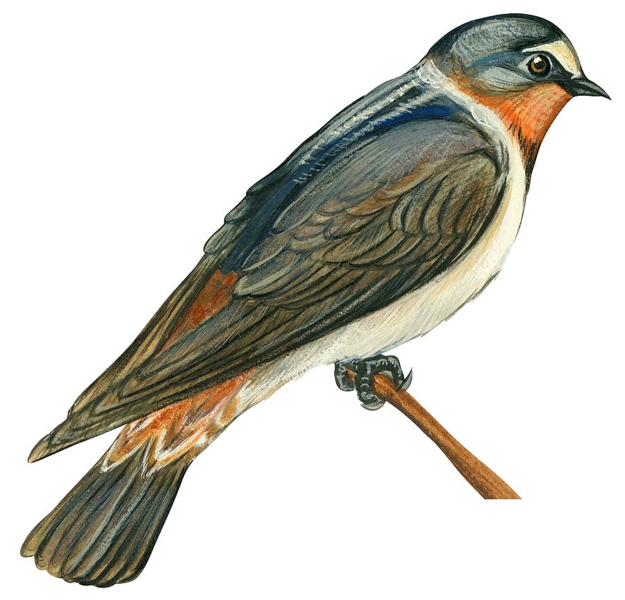 900x864 Swallow Drawing, Pencil, Sketch, Colorful, Realistic Art Images - Swallow Bird Sketch