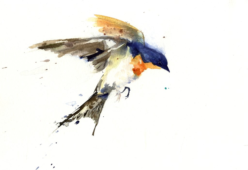 1024x702 Swallow Limited Edition Print - Swallow Bird Sketch