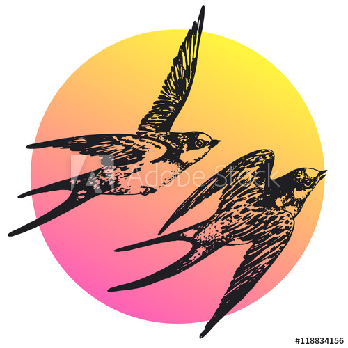 500x500 Vector Hand Drawn Swallow Bird Set Abstract Illustration. Flying - Swallow Bird Sketch