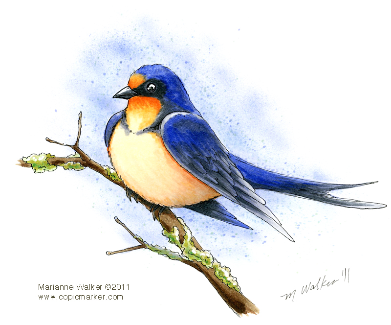 800x664 Collection Of Swallow Bird Drawing Color High Quality, Free - Swallow Bird Sketch
