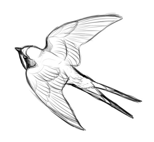 500x463 Collection Of Swallow Drawing High Quality, Free Cliparts - Swallow Bird Sketch