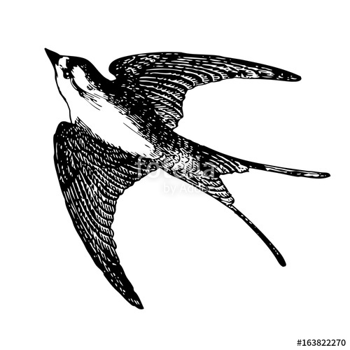 500x500 A Realistic Detailed Sketch Of A Bird Swallow. Swallow, Close Up - Swallow Bird Sketch