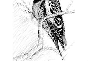 300x210 Black And White Bird Sketches Swallow Bird Black White Isolated - Swallow Bird Sketch
