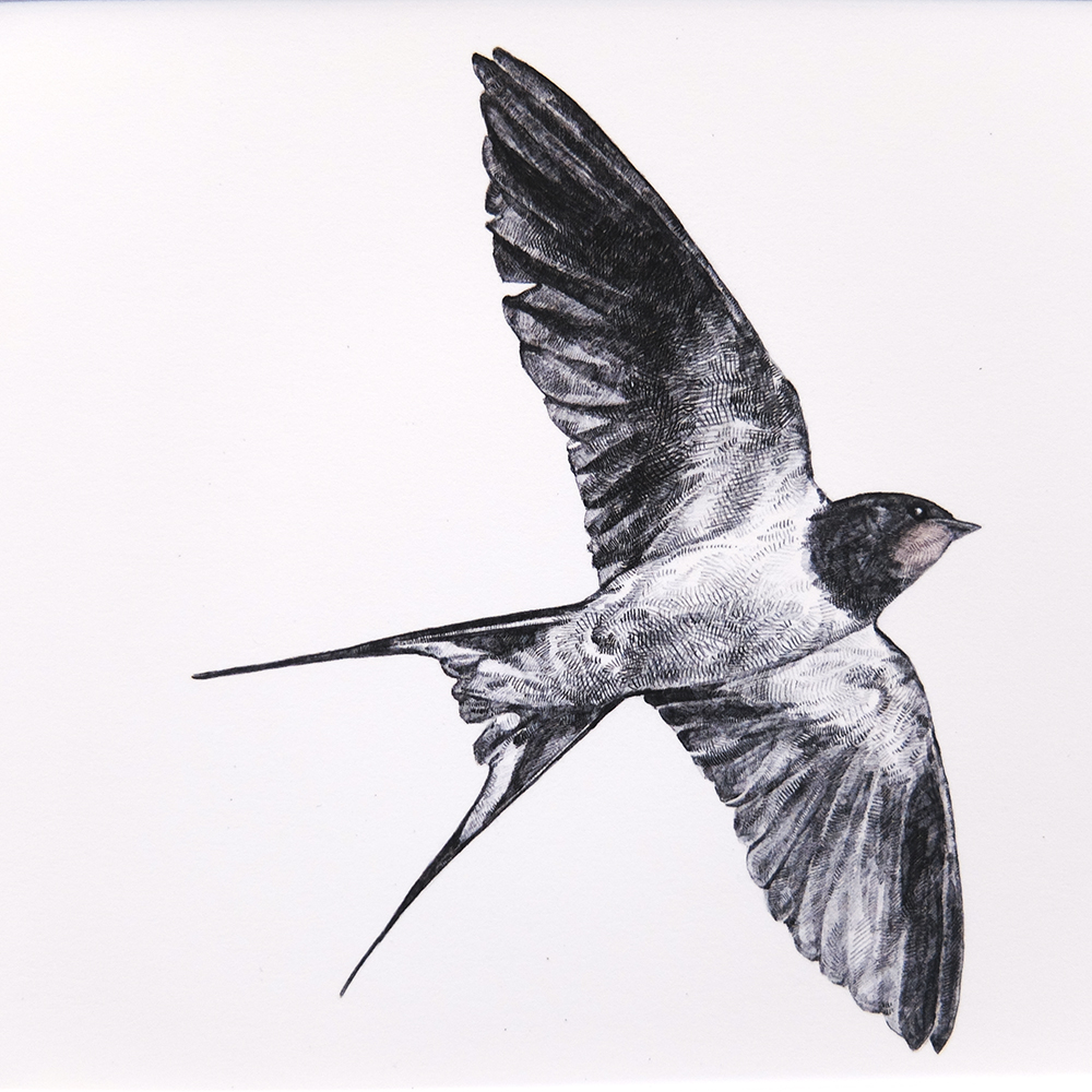 1000x1000 Swallow Drawing, Pencil, Sketch, Colorful, Realistic Art Images - Swallow Sketch