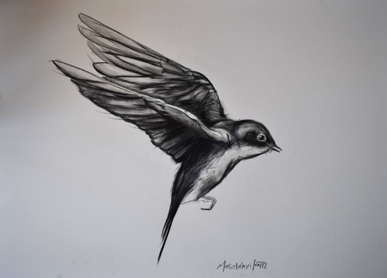770x553 Swallow Drawing Photo Drawing Skill - Swallow Sketch