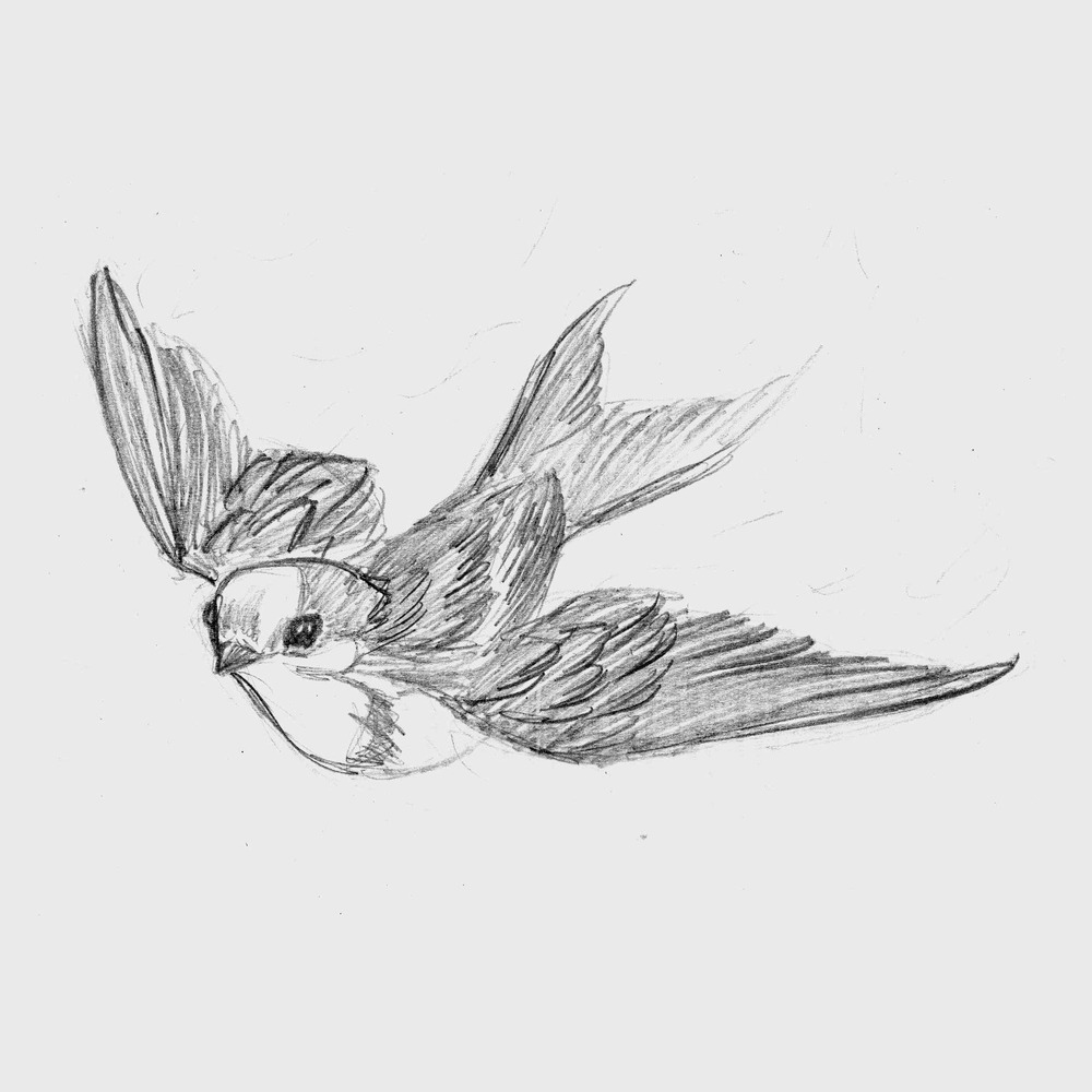 1000x1000 Swallow [Sketch] By Julia Vysotskaya (Hochulia), From The Series - Swallow Sketch