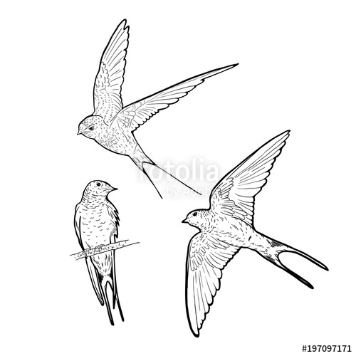 500x500 Swallow Sketch Stock Photo And Royalty Free Images On Fotolia - Swallow Sketch