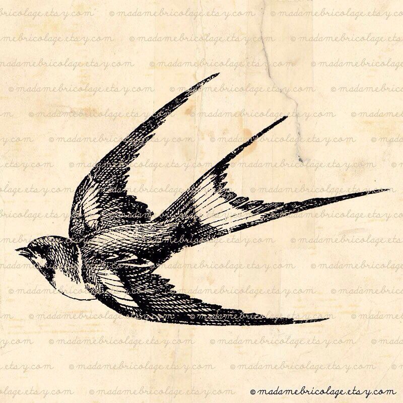 800x800 Swallow Sketch Stuff Tattoos, Swallow Tattoo And - Swallow Sketch