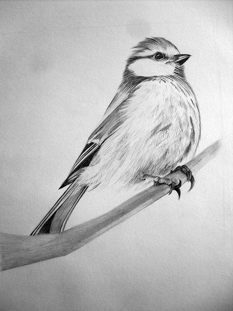 480x640 Swallow Sketch Supercalafragalisticexpialidocious - Swallow Sketch