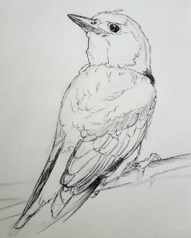 800x1000 Swallow Sketch By Shadowwolf 18 - Swallow Sketch