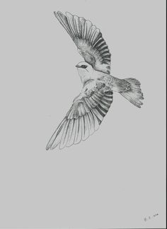 236x324 The 39 Best Swallow Bird Tattoo Drawing Designs Images On - Swallow Sketch