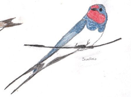 448x331 When Is A Swallow Not A Swallow - Swallow Sketch