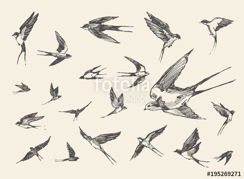 500x367 Flock Birds Flying Swallows Drawn Vector Sketch Stock Image And - Swallow Sketch