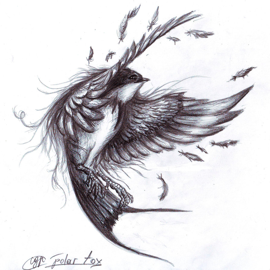 894x894 Swallow By Svpolarfox - Swallow Sketch
