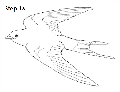 500x386 How To Draw A Swallow - Swallow Sketch