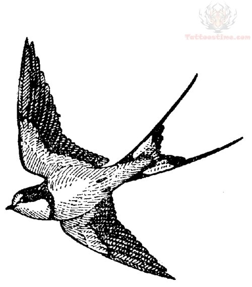 500x569 Swallow Drawing Tattoo Design - Swallow Tattoo Sketch