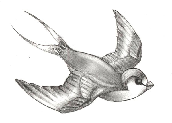 600x429 Swallow Tattoo Designs Free, Tattoo Ideas For The Back - Swallow Tattoo Sketch
