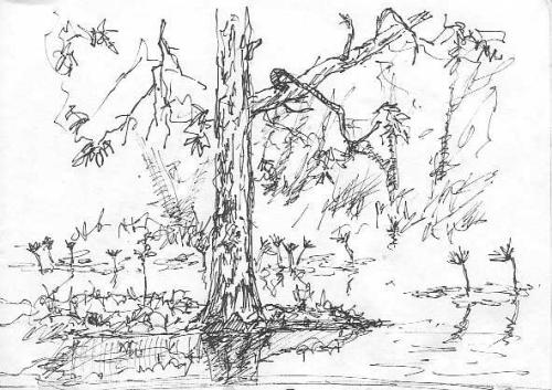 500x353 Swamp Sketches, Some Colour - Swamp Sketch