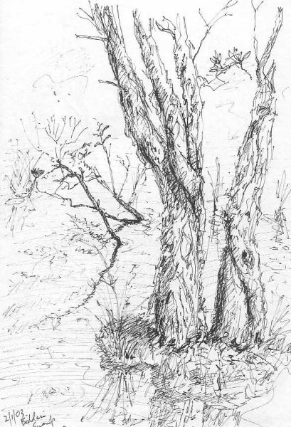 409x600 Swamp Sketches - Swamp Sketch