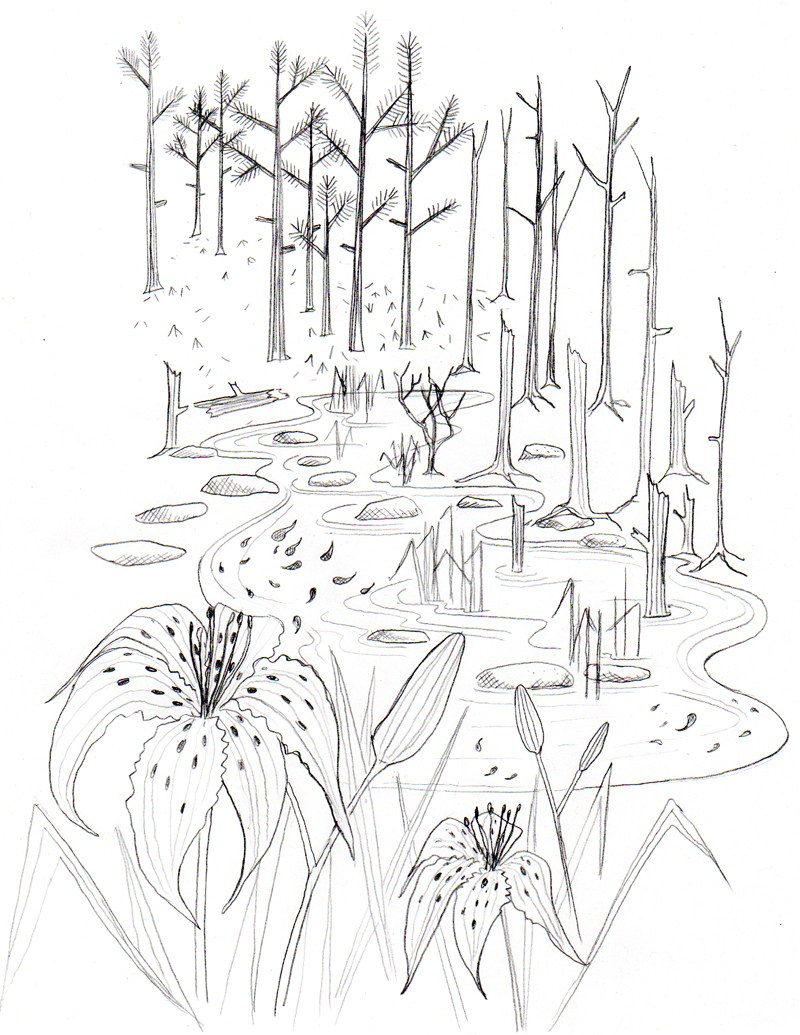 800x1035 The Far Swamp Ann Wood Handmade - Swamp Sketch