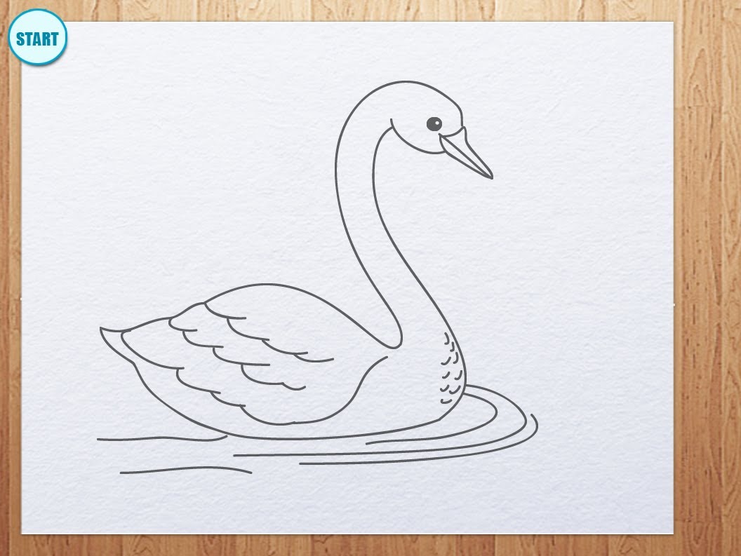 1056x793 How To Draw Swan - Swan Drawing Sketch