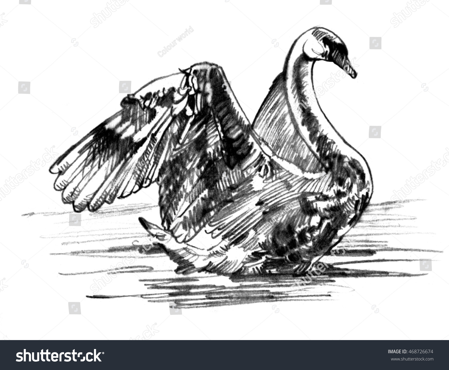 1500x1236 Swan Drawing Sketch Swan Drawing Stock Illustration 468726674 - Swan Drawing Sketch