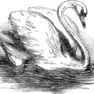 320x320 Swan Drawing An Artistic Perspective Swans - Swan Drawing Sketch