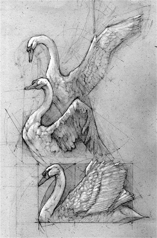 500x758 Swan Sketch By Andrew Prasetya Sketchspiration - Swan Drawing Sketch