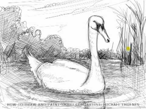 480x360 Drawing Lesson How To Draw A Swan Mat - Swan Drawing Sketch
