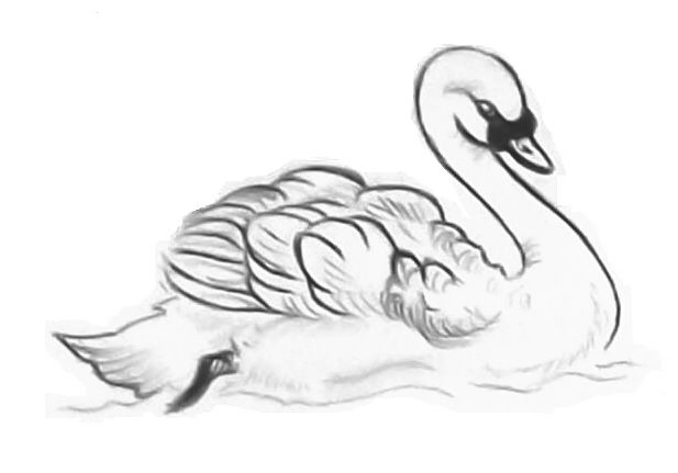 617x431 Drawing Of Pencil Sketches Swan Sketch Coloring - Swan Drawing Sketch